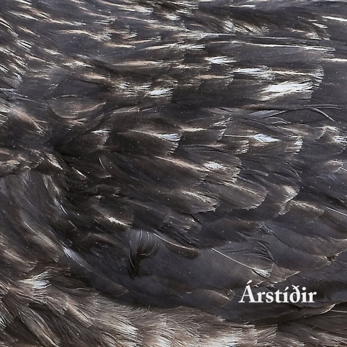 Arstidir: Arstidir DIGI CD
