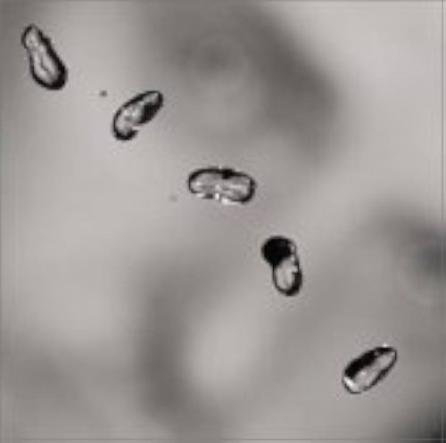 Peter Gabriel: Up CD