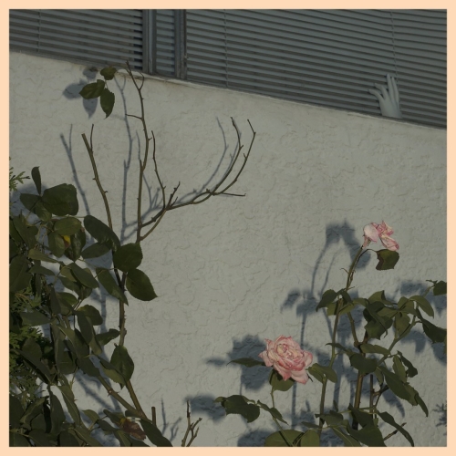 Soft Kill: Savior DIGI CD
