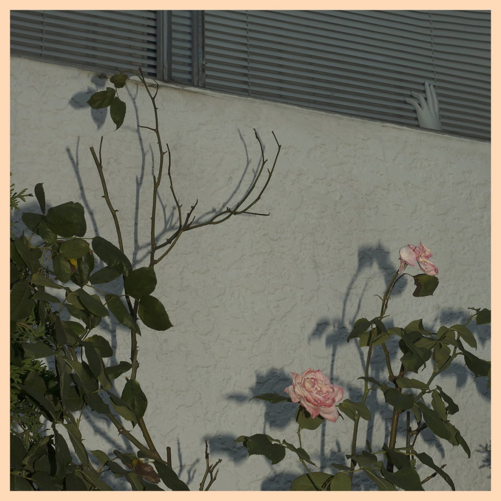 Soft Kill: Savior DIGI CD